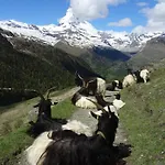 Phoenix Zermatt
