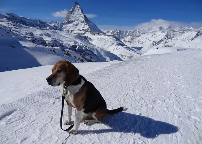 酒店 凤凰酒店 3*